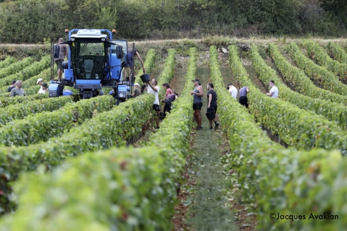 Vendanges