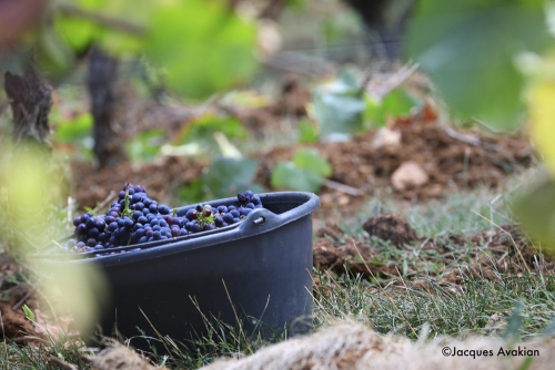 Vendanges