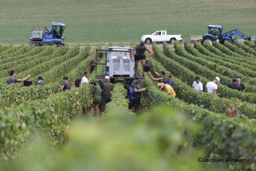 Vendanges