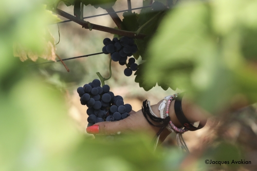 Vendanges