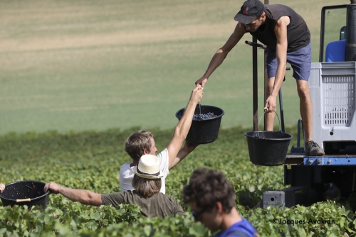 Vendanges