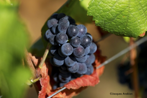 Vendanges