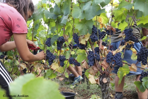 Vendanges