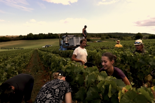 Vendanges