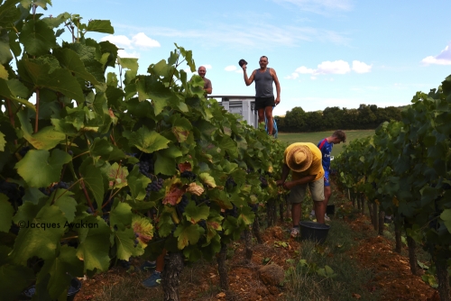 Vendanges