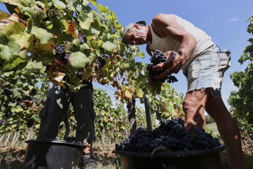 Vendanges