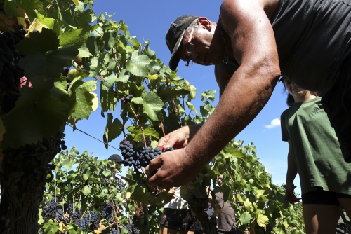 Vendanges