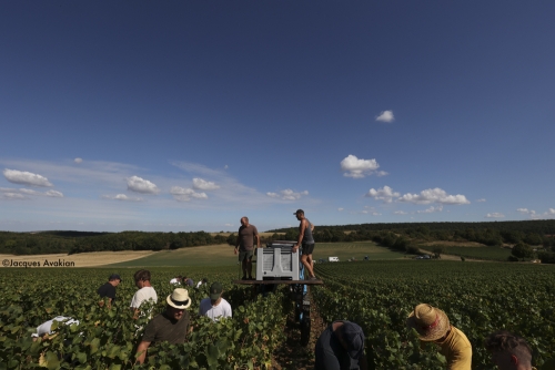 Vendanges