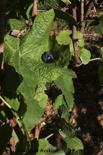 Vendanges