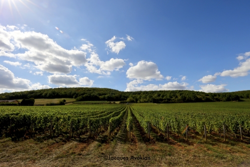 Vendanges